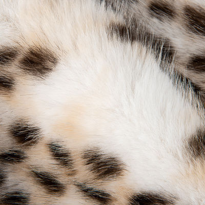 Nicht leitfähiges Tricot aus Leopard-Stricken aus Falschpelz für Kleidung 2024